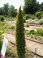 Echium Wildpretti (fam Boraginacees) (Canaries) (01) (Photo F. Mrugala)